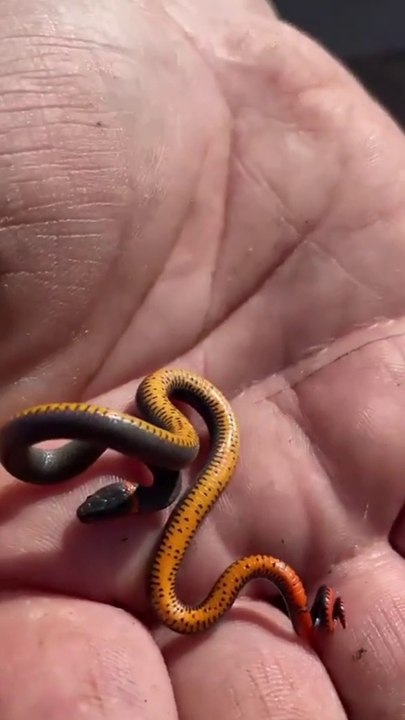 small snake |#dailymotion #snake