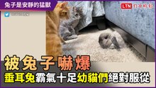 被兔子嚇爆了！站在金字塔頂端的垂耳兔 兩隻幼貓絕對服從