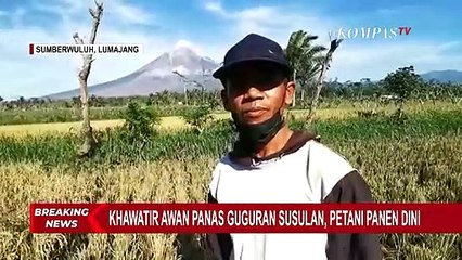 Imbas Bencana Semeru, Petani di Desa Sumberwuluh Selamatkan Sawah Mereka dengan Panen Dini