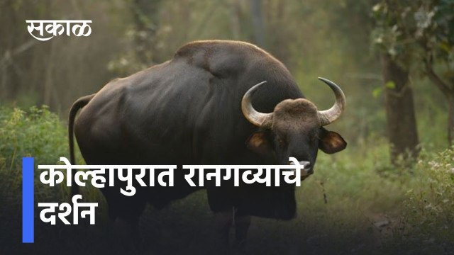 Kolhapur lकोल्हापुरात रानगव्याचे दर्शन l bison in Kolhapur l Sakal Media