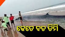 30 To 35-Feet-Long Whale Washes Ashore In Odisha's Puri