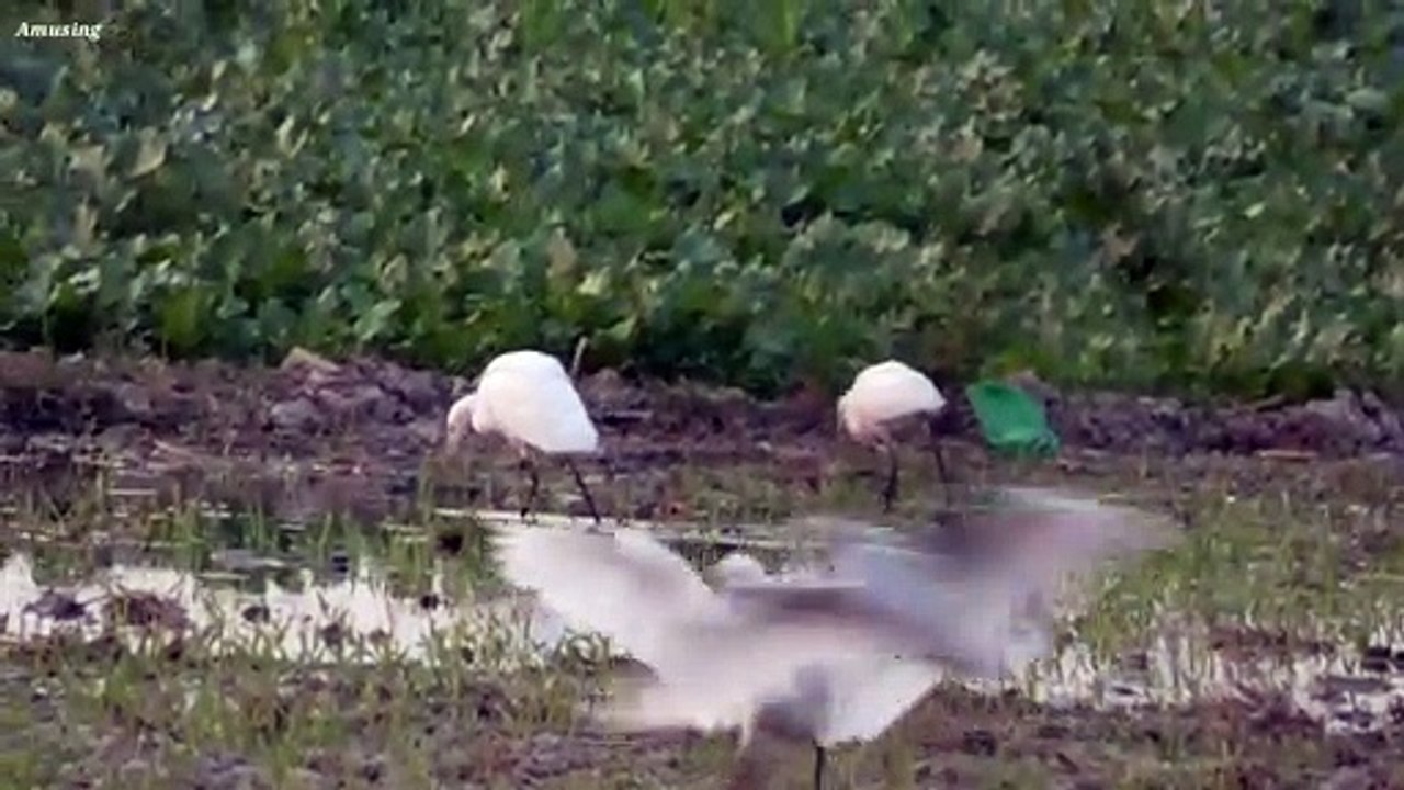 Too Many Yellow Billed Egret Forging in the Fields