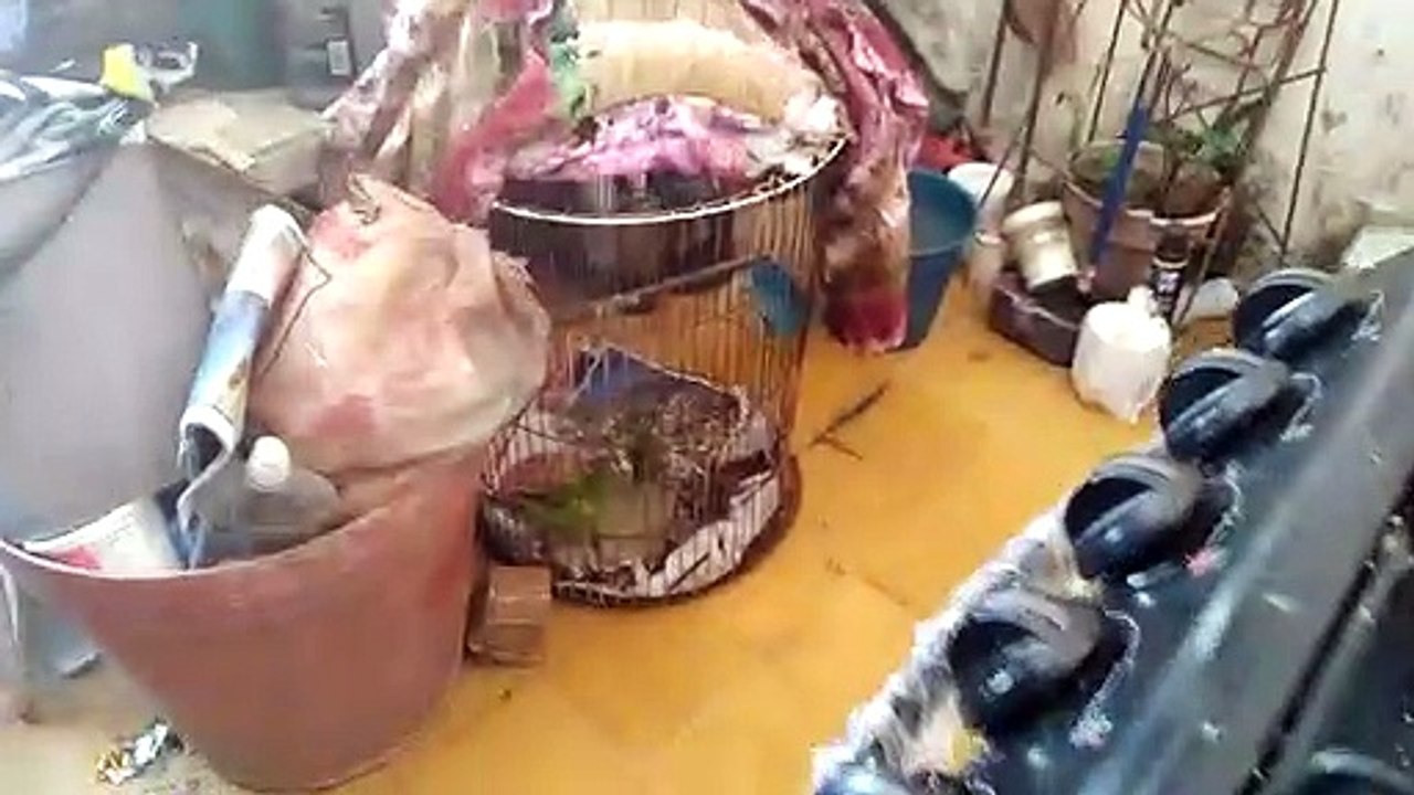 Pericos frente naranja bebiendo agua