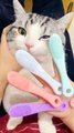 Cat Ready Time | Funny Cats | Cute Cats | AR Studio
