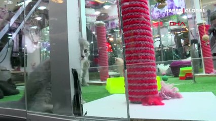 Pet shoplarda hayvan satışı 7 ay sonra sona erecek