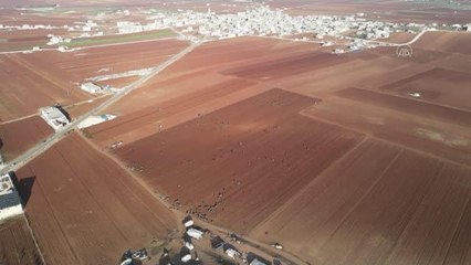 Siviller, hasat edilen tarlalardan patatesleri toplayarak geçiniyor