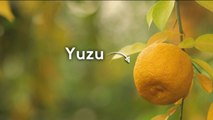 Terroir - Yuzu, la star des agrumes !