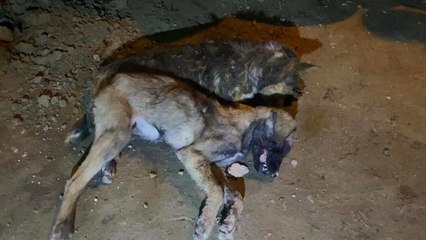 Son dakika! Afyonkarahisar'da 12 hayvanın ölümünde 'zehirlenme' şüphesi