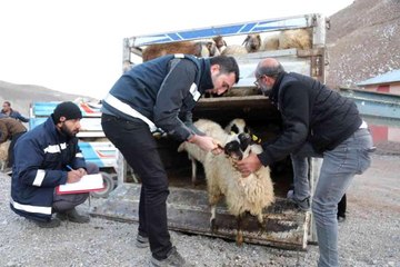 Sel mağdurlarına küçükbaş hayvan desteği