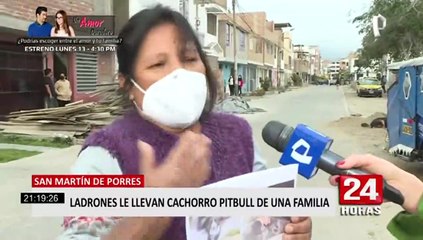 Los Olivos: mujer denuncia que sujeto robó su perro pitbull