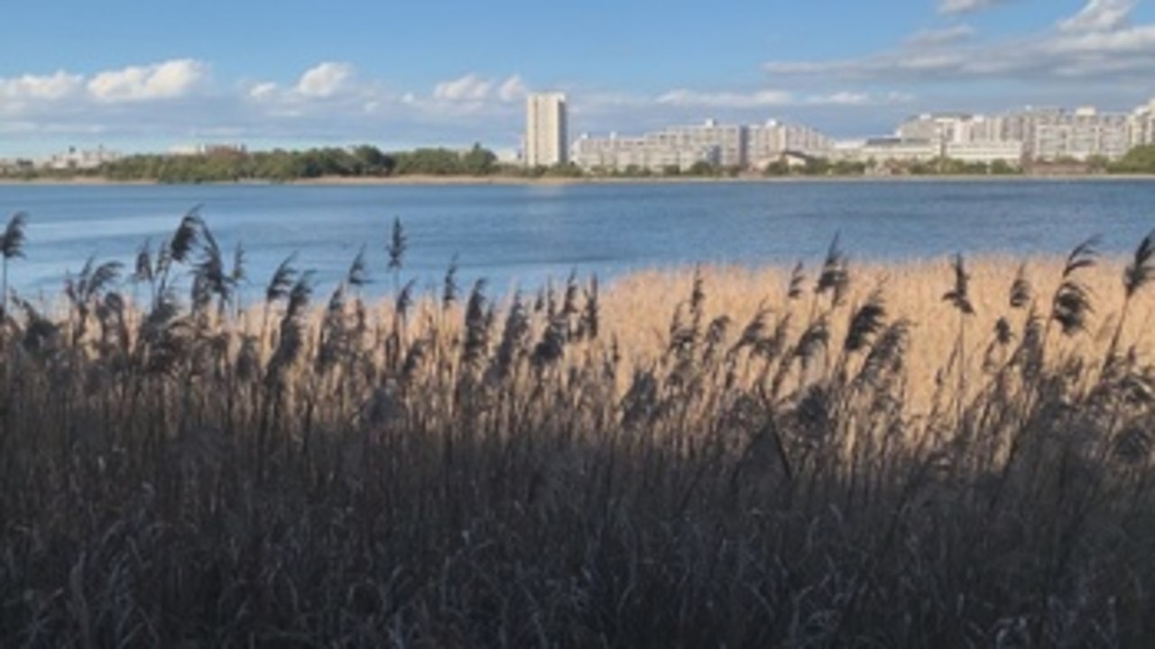 Pájaros migratorios de ciudad: Un oasis secreto en la bahía de Tokio
