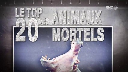 Le top 20 des animaux mortels