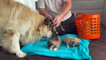 Golden Retriever Meets Puppies for the First Time
