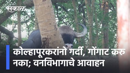 Bison in Kolhapur city |  कोल्हापूरकरांनो गर्दी, गोंगाट करु नका; वनविभागाचे आवाहन | Appeal of Forest Department| SakalMedia