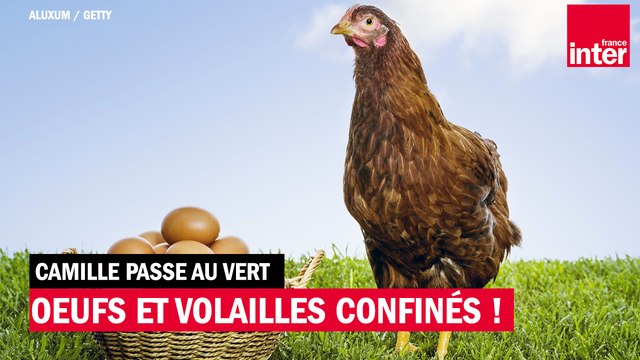 Pourquoi les œufs et volailles plein air ne le sont pas vraiment en ce moment