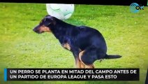 Un perro se planta en mitad del campo antes de un partido de Europa League y pasa esto