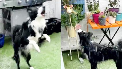 'Excited dog tries to eat snowflakes during hailstorm '