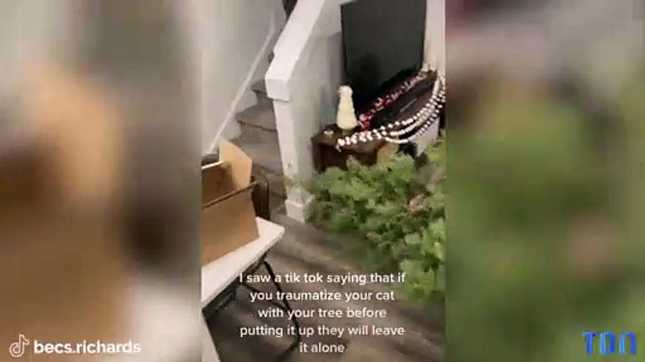 Votre chat s’attaque à votre sapin de Noël? Becca dévoile sa technique pour garder l’arbre protégé, mais elle ne fait pas l’unanimité…