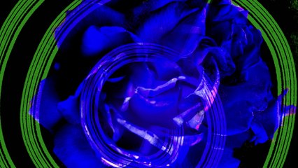 Elvis Costello - Paint The Red Rose Blue