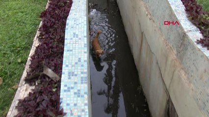 KANALA DÜŞEN KÖPEĞİ İTFAİYE KURTARDI