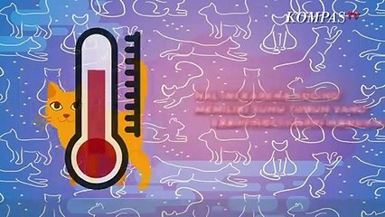 Musim Hujan Bikin Kucing Suka Sembunyi di Kolong Mobil, Kenapa?