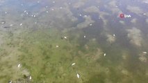 Bulduk Barajı Gölü'nde binlerce balık telef oldu