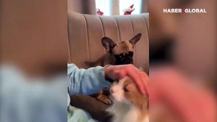 Kediyi severken kendisini görmezden gelen sahibine üzgün gözlerle bakan köpek kamerada