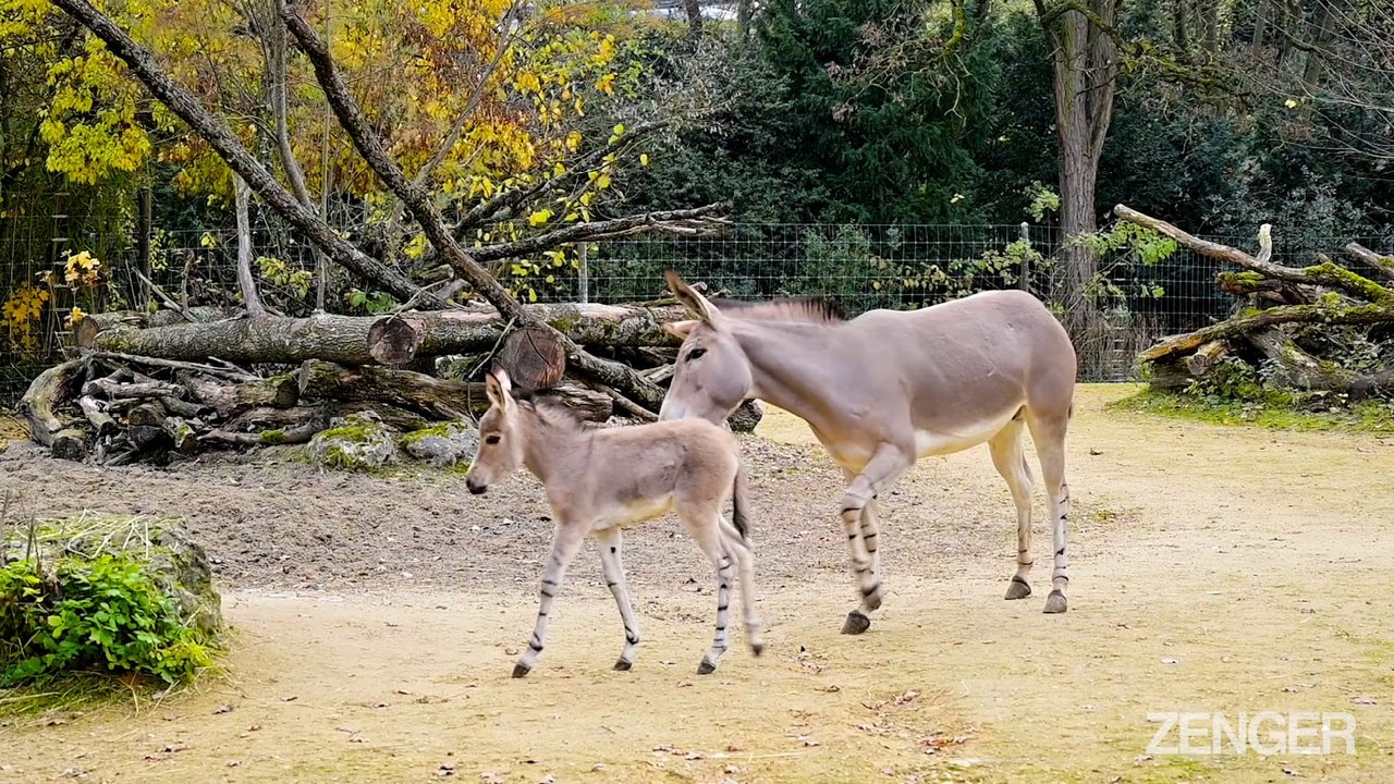 Rare Somali Wild Ass Foal Rejected By Nervous First-Time Mom.mp4