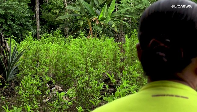 Las nefastas consecuencias del acuerdo de paz para la Amazonia colombiana