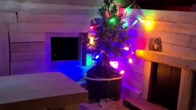 THAT'S NUTS - An animal lover has built an amazing miniature wildlife village in his back garden - complete with an infinity pool and a Christmas cabin for SQUIRRELS