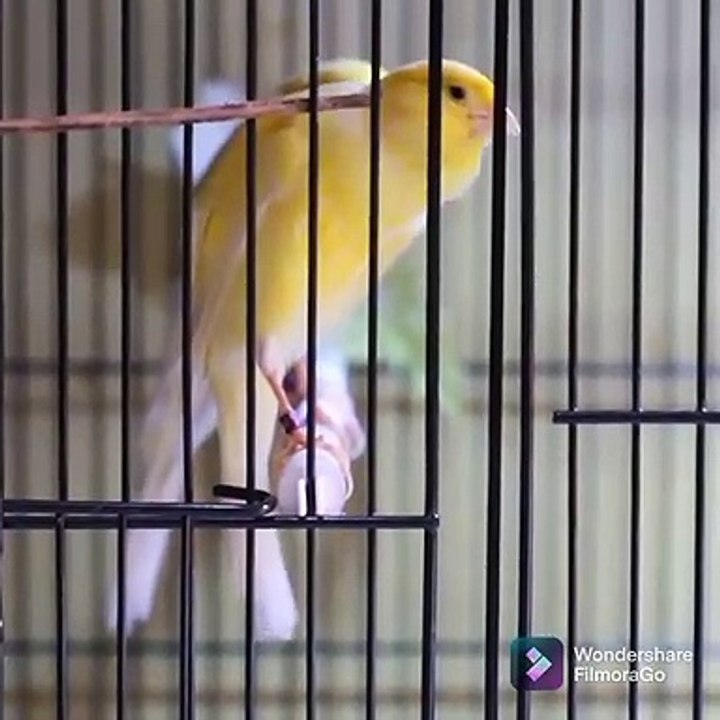 Kenari calon juara