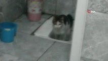 Umuma açık tuvalete giren sokak kedisi insanlar gibi ihtiyacını karşıladı