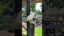Dancing Parrot Makes Moves
