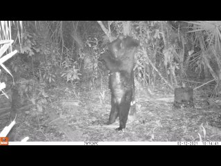 Bear Family Gets Some Good Scratches