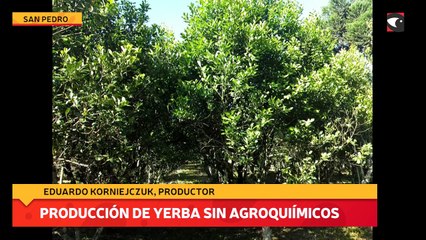 Producción de yerba sin agroquímicos