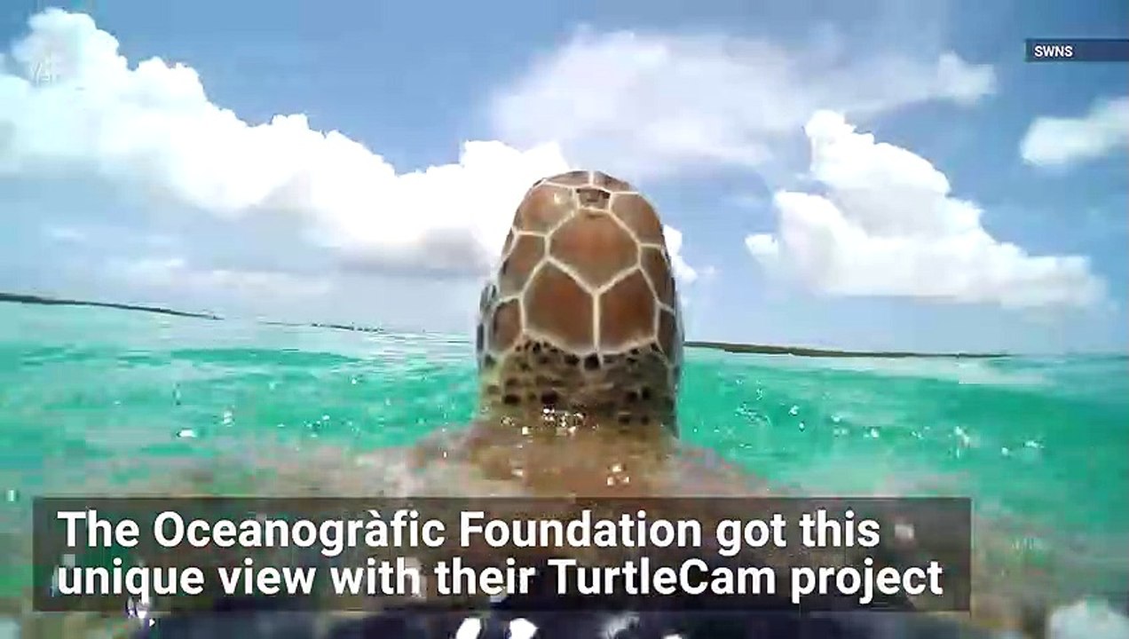 Step Inside the World of a Sea Turtle With This Turtle Cam Video
