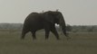 Aumento de caza de elefantes en África, otro efecto de la pandemia