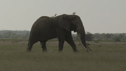 Aumento de caza de elefantes en África, otro efecto de la pandemia