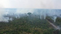 Comité científico pide frenar con urgencia la deforestación de la Amazonía