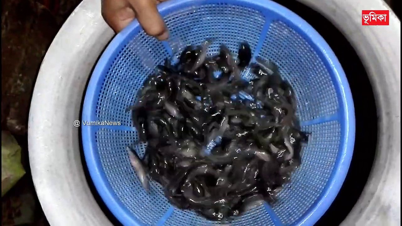 Hybrid Magur Fish Farming Business in india |_ magur fish farming in india _ হাইব্রিড মাগুর