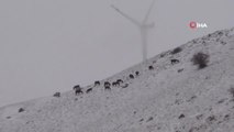 Kar altında yem arayan yılkı atları böyle görüntülendi