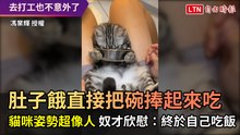 餓了直接把碗捧起來吃 貓咪姿勢超像人 奴才欣慰：終於自己吃飯