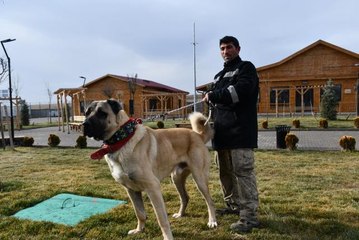 Kangal çiftliğinin gözdesi "Cesur"un yavruları için sıraya girdiler