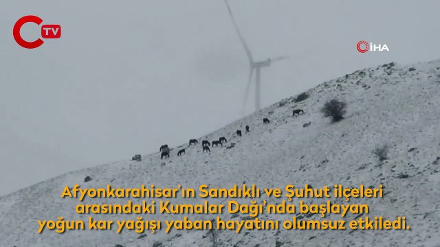 Kar altında yem arayan yılkı atları görüntülendi