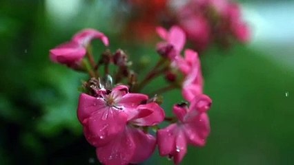 كلمة حلوة كل ساعة