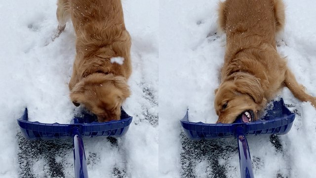 'Adorable Golden Retriever MAD at shovel for removing snow'