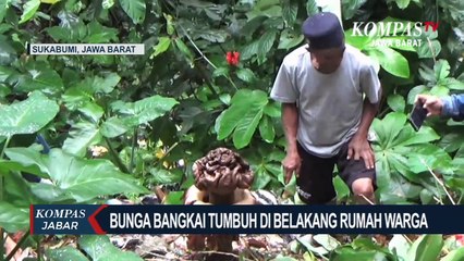 Wow! Ada Bunga Langka Tumbuh Di Belakang Rumah