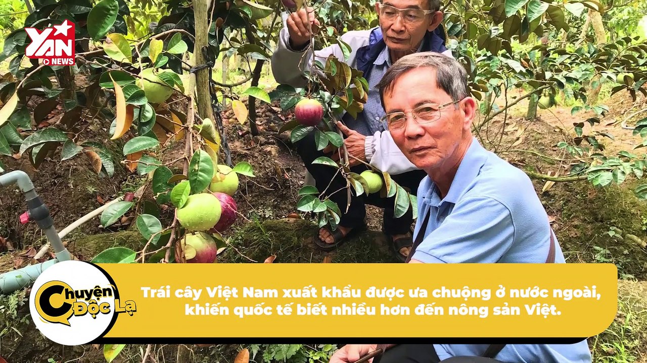 Vú sữa miền Tây “lên máy bay đi Mỹ”: Nửa triệu 1 kí vẫn mua rần rần, bà con mừng hết nước | Điện Ảnh Net