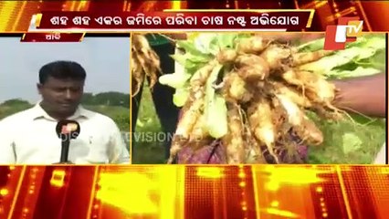 Unseasonal Rain Turns Large Tracts Of Vegetable Crops Into Waste In Kendrapara