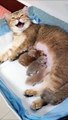 Cat Moms Nursing Their Cute Baby - cat moms nursing their cute baby kittens videos compliation 2021